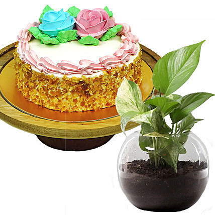 Butter Sponge Cake With Money Plant